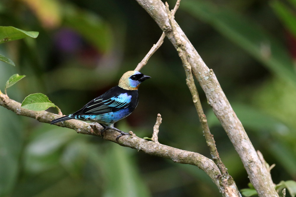 Golden-hooded Tanager